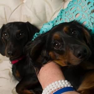 Meet your Posher, Robin